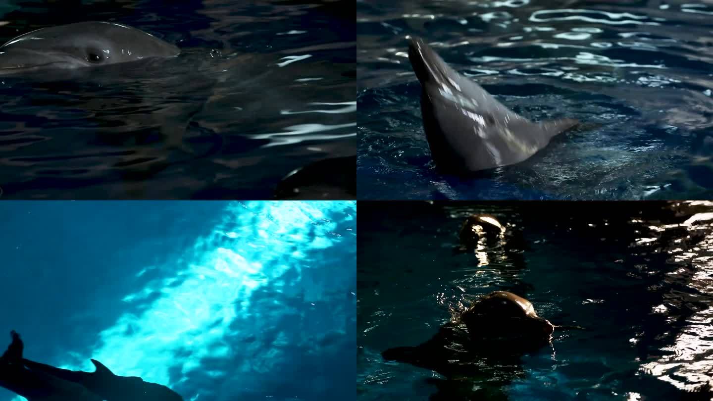 水族馆 海豚 海洋世界