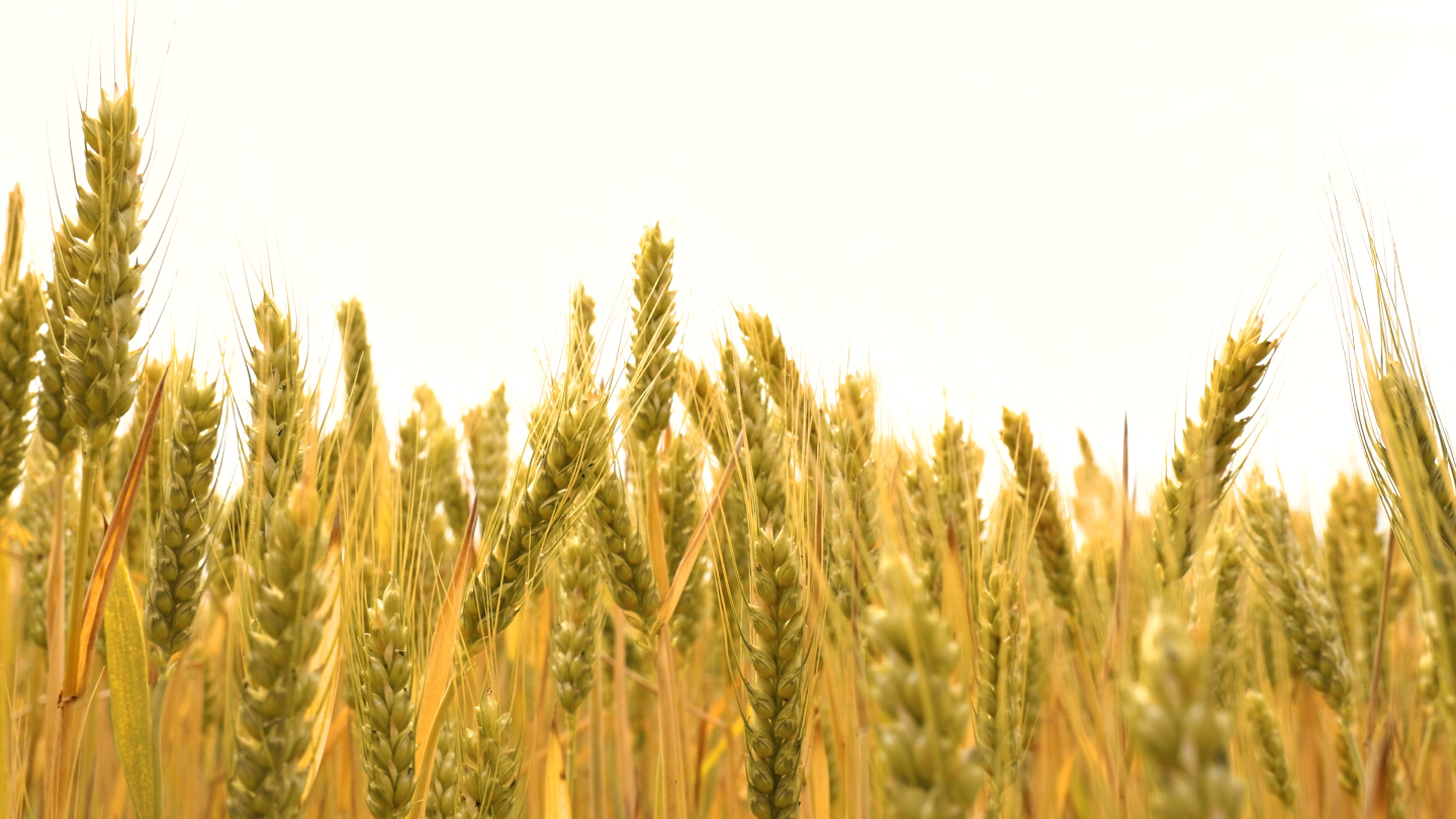 麦浪麦田小麦 成熟的小麦