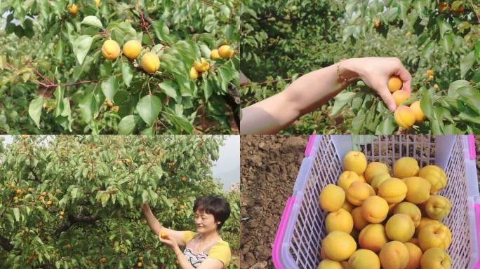 4K杏子花果山