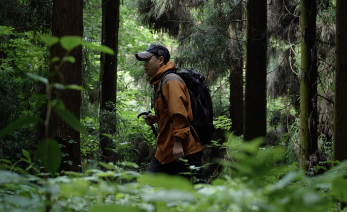 背包客森林大自然徒步树林探险户外原始森林