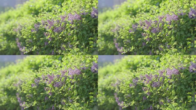 夏天透过阳光的草地和丁香花