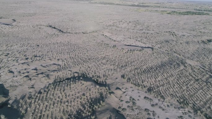 沙漠戈壁 植树造林 绿色植被
