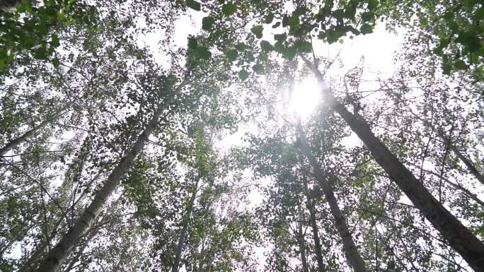 仰拍在杨树林中穿梭阳光划过树叶间隙美景