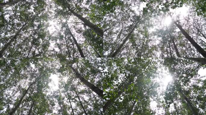 仰拍在杨树林中穿梭阳光划过树叶间隙美景