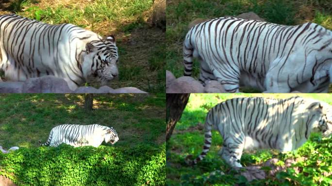 青岛 动物园 老虎巡山 白虎凶猛视频素材