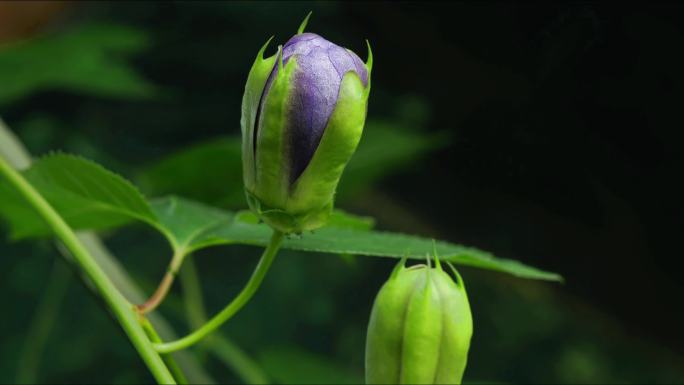 西番莲 百香果 开花 延时 摄影