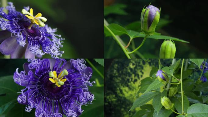 西番莲 百香果 开花 延时 摄影