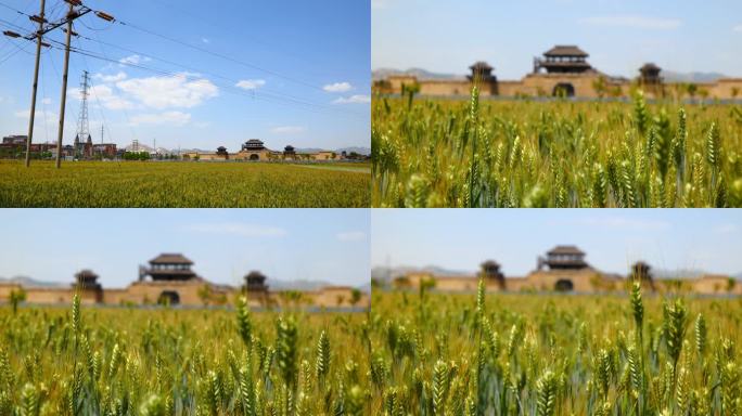 麦收 小满 山东小麦丰收 青岛小麦丰收