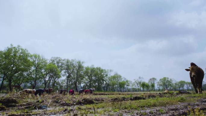 乡村风光 农村 民间建筑