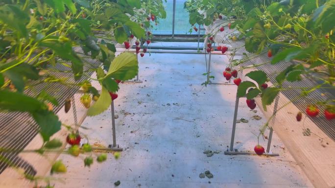 暖棚大棚里现代农业种植草莓（）
