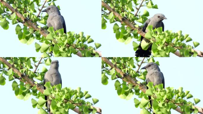 高清银杏树上的小鸟，好听的暗灰鹃鵙叫声