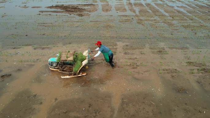 4k航拍水稻种植插秧（多组镜头）
