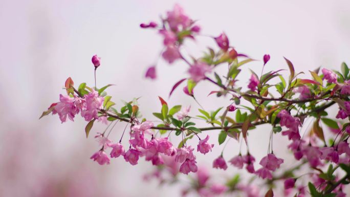 樱花繁育基地