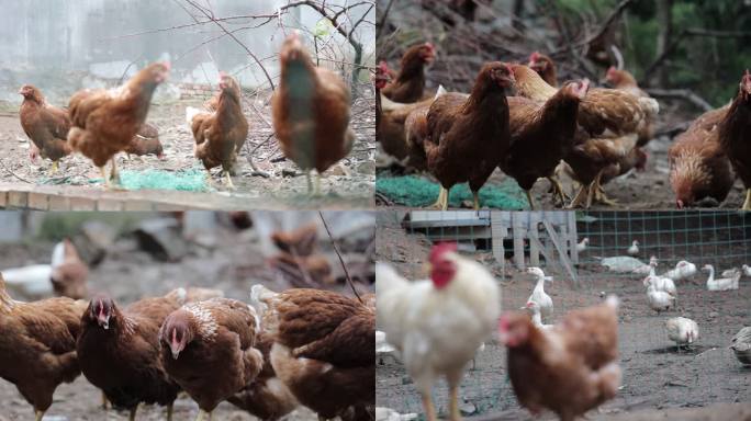 林下养殖、养鸡 鸡公鸡母鸡散养鸡鸡群