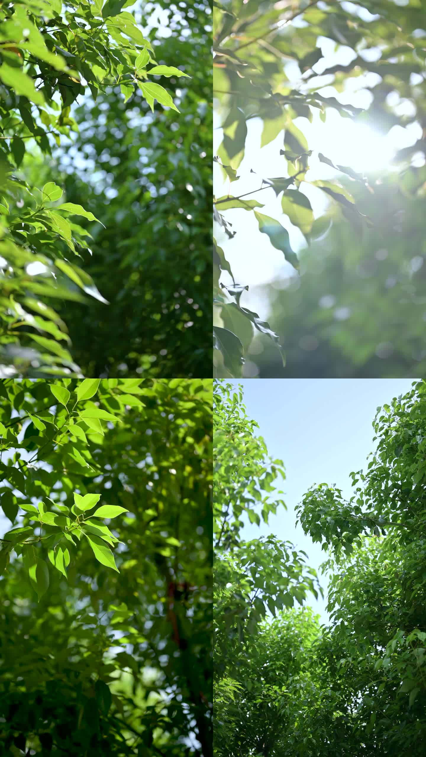 春天 夏天 香樟树 樟树 树林