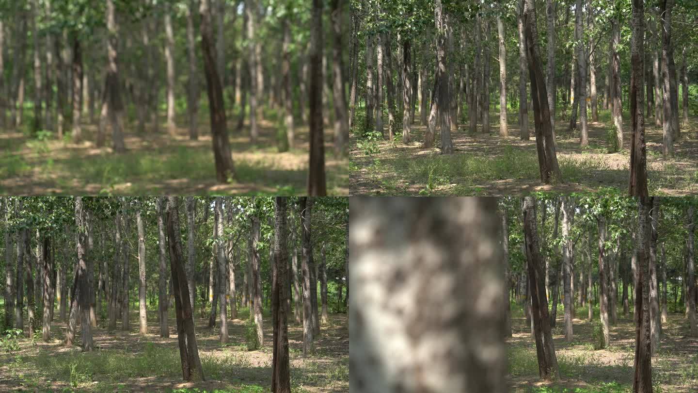 夏季树林和树干移镜头拍摄有意境