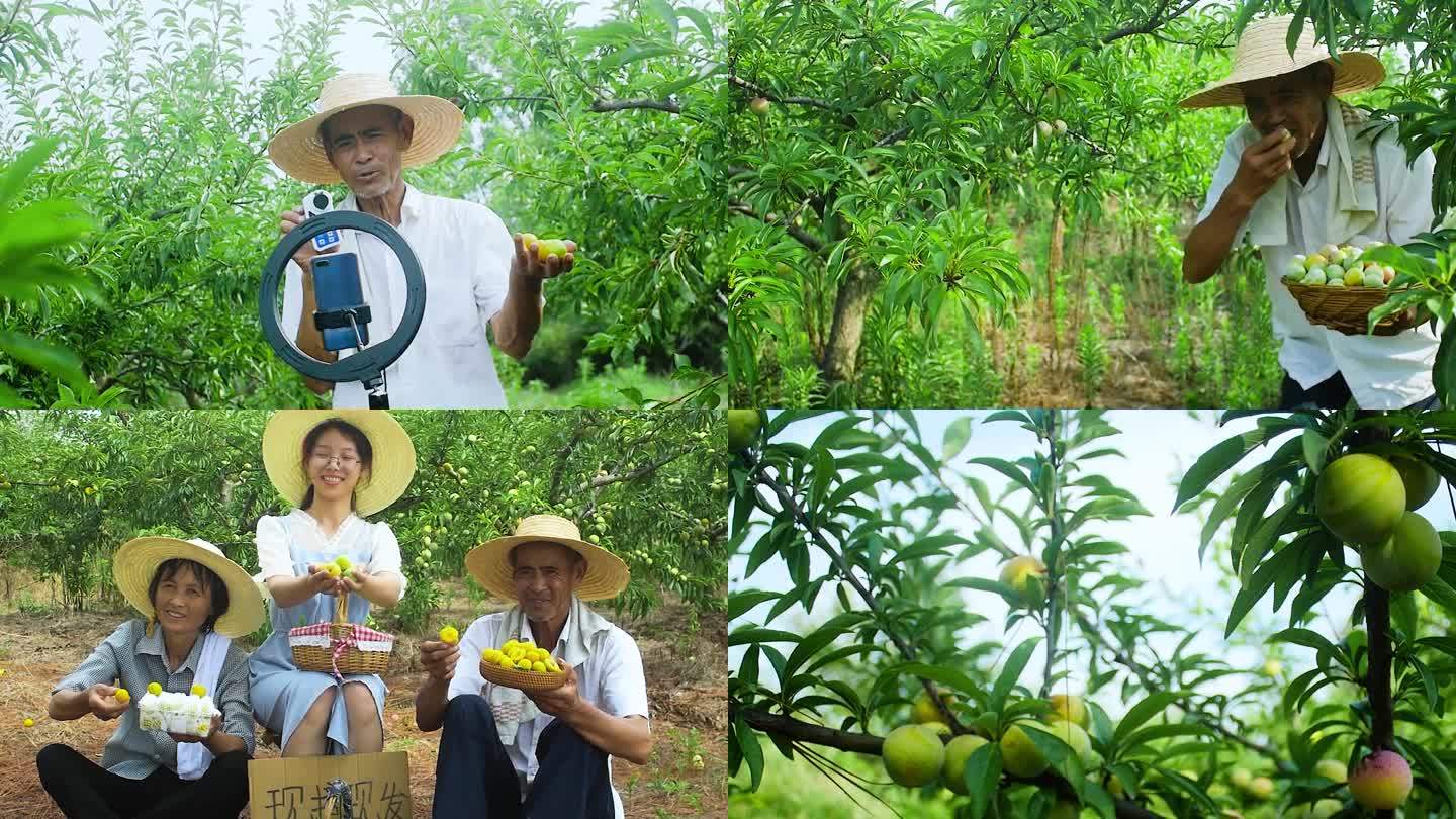 蜂糖李产地直播