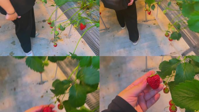 暖棚大棚里现代农业种植草莓（1）