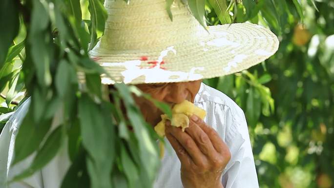 果园采摘果农直播