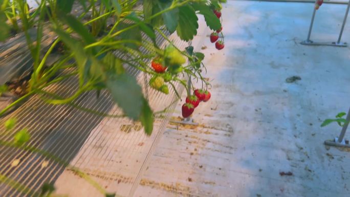 现代农业草莓种植（1）