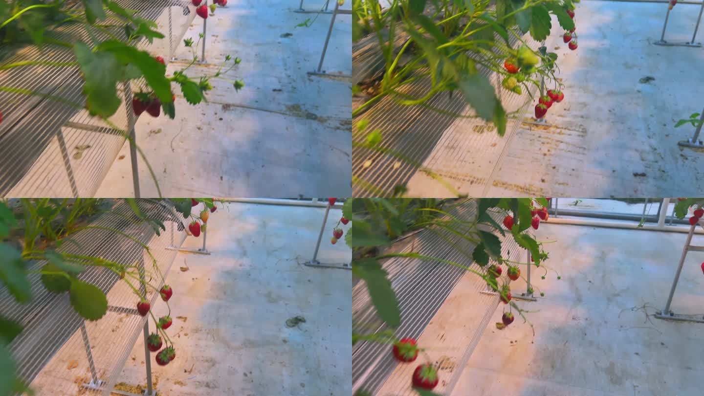 现代农业草莓种植（1）