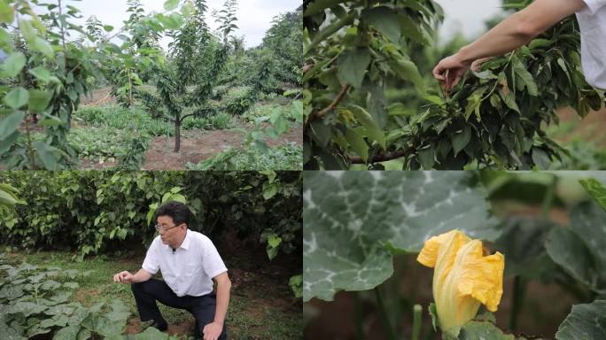 农业专家手把手教村民种植