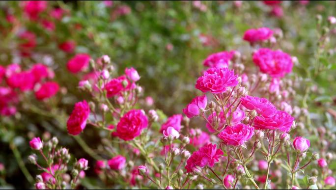 蔷薇月季花