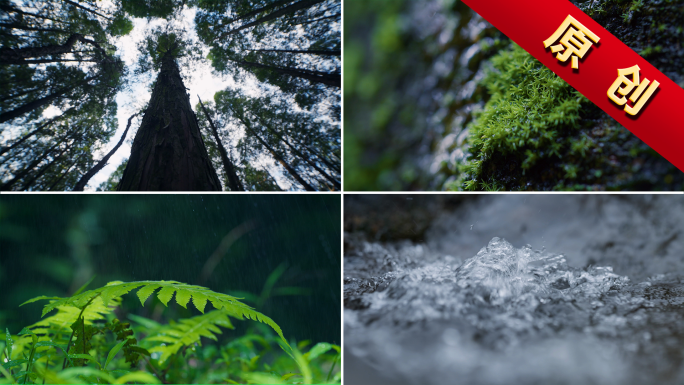 森林湖泊水青苔苔藓雨清新自然空镜生态绿色