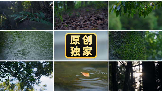 森林湖泊水青苔苔藓雨清新自然空镜生态绿色