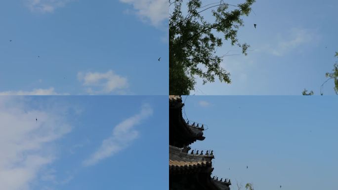 北京雨燕