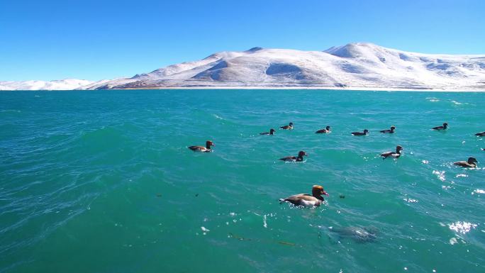 航拍西藏羊湖蓝色湖水与雪山、羊卓雍措
