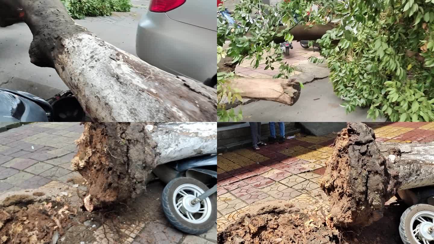 道路 台风吹倒大树台风破坏树木连根拔起