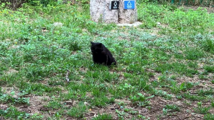 野外上厕所的黑色猫咪（2）