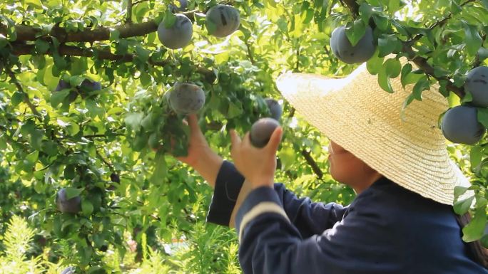 黑布林丰收果园采摘