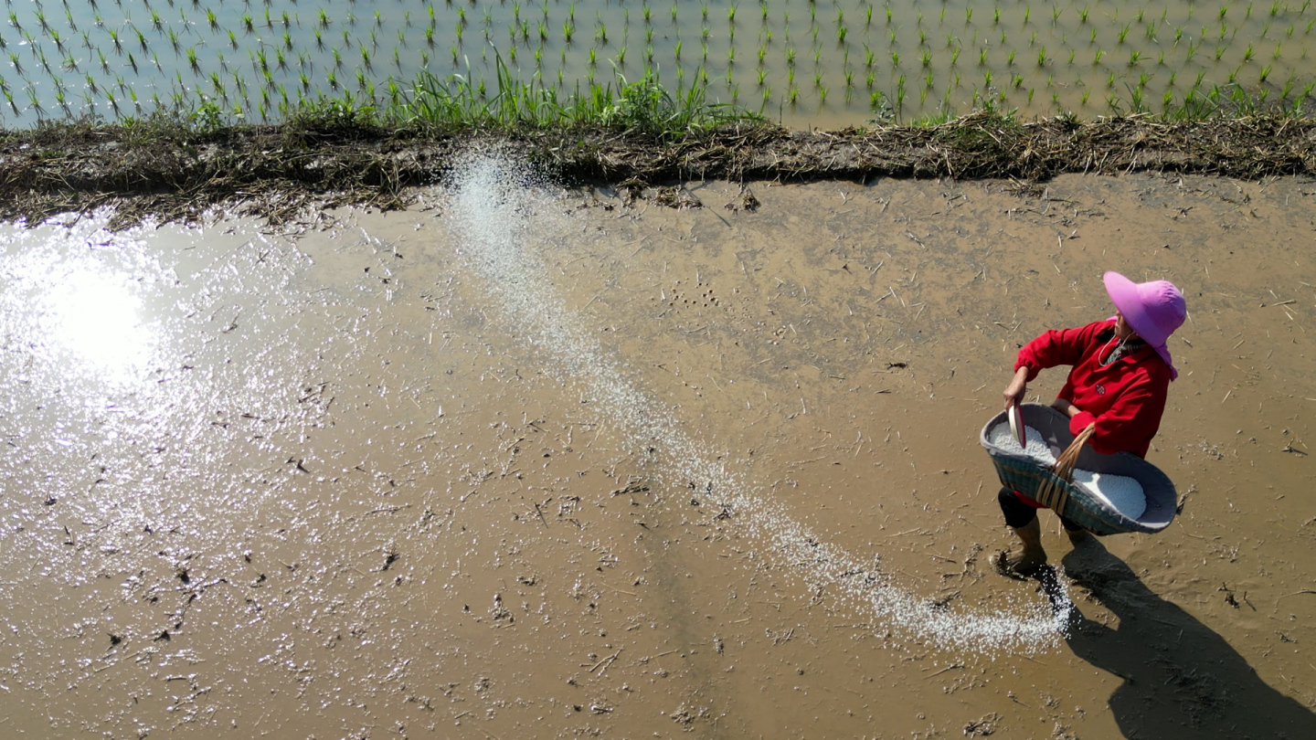 水稻田撒化肥