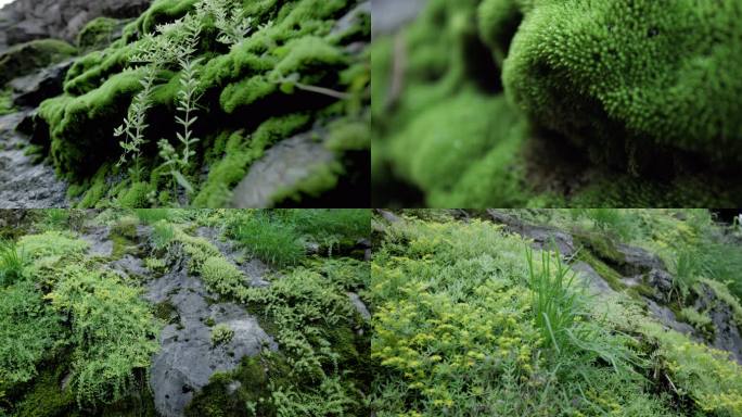 山林 湿地 苔藓 青苔 韭菜 狗牙瓣