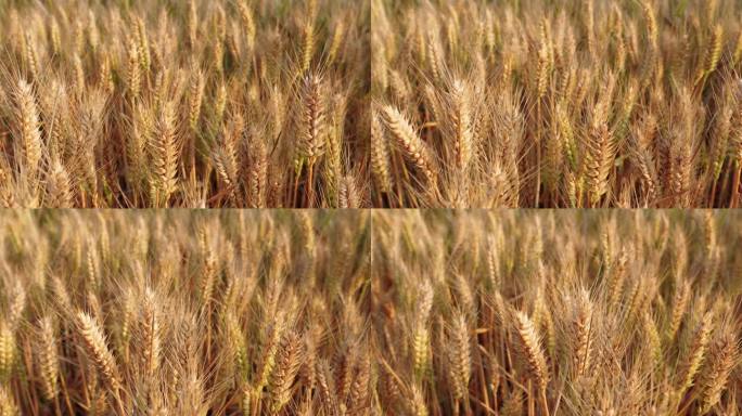河南即将成熟的小麦