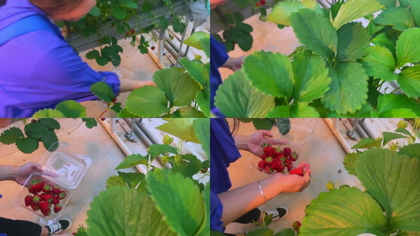 现代农业草莓种植（3）