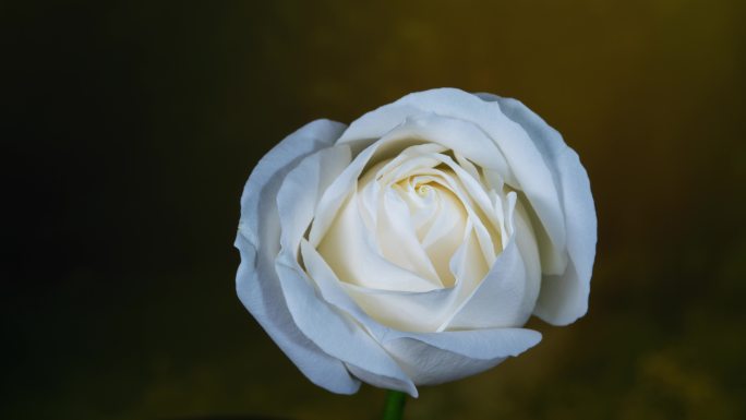 8k白玫瑰 玫瑰花开延时摄影