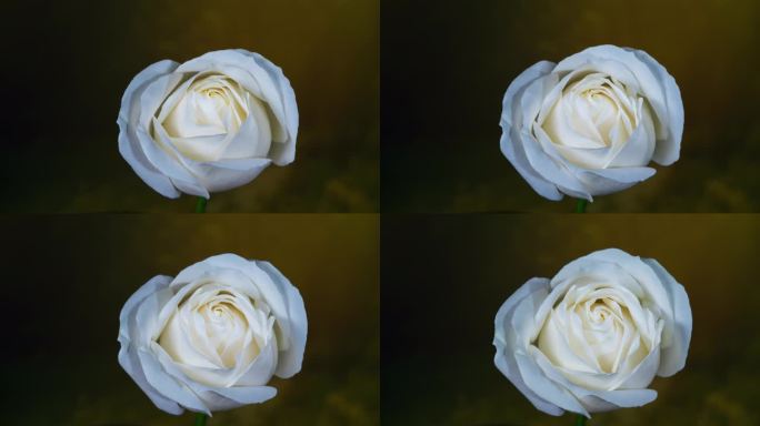 8k白玫瑰 玫瑰花开延时摄影
