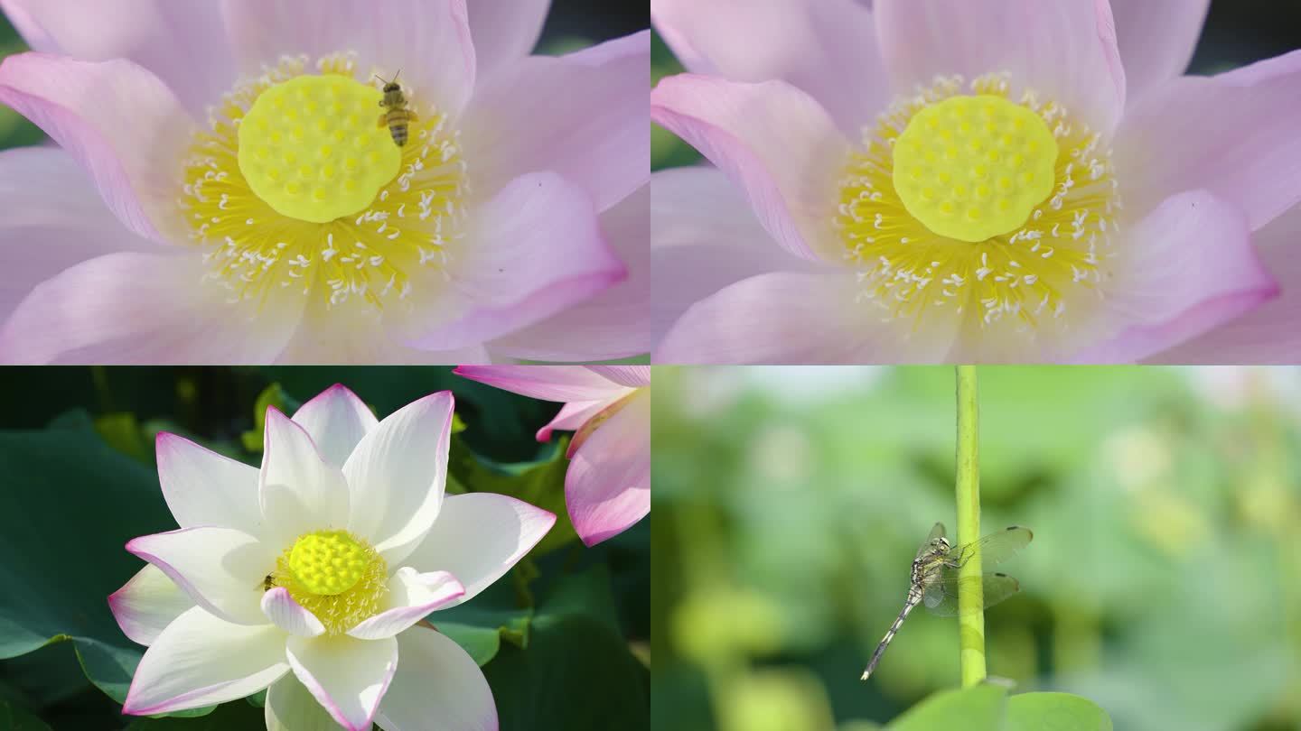 夏日荷花荷叶开花蜜蜂采蜜 蜻蜓