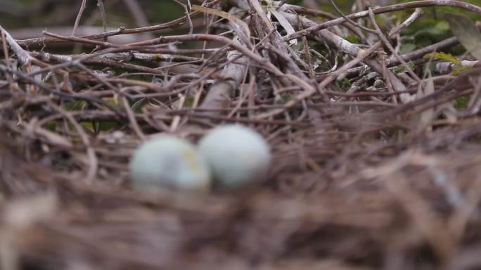 l1汕尾海丰红树林中的鸟蛋