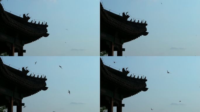 北京雨燕