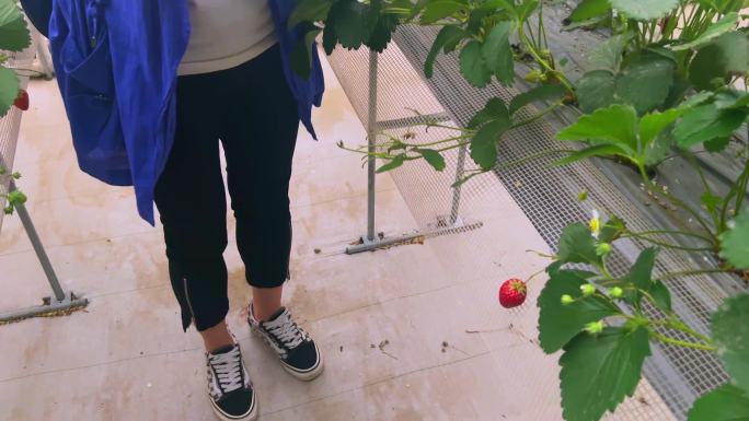 农家院草莓采摘园（2）