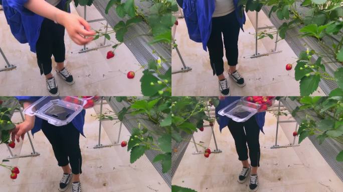农家院草莓采摘园（2）