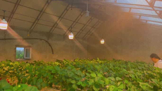 暖棚大棚里现代农业种植草莓（2）