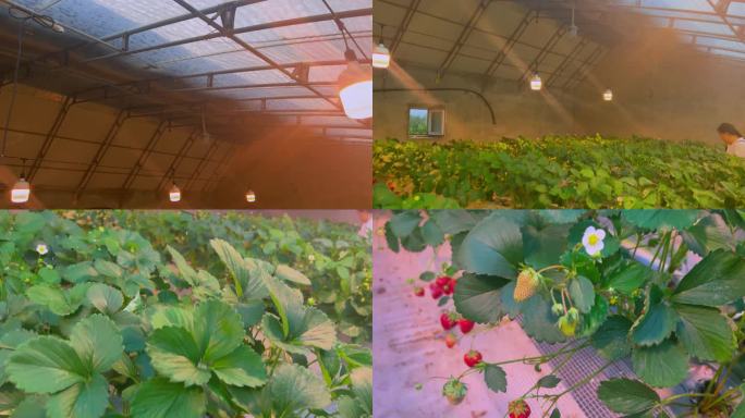 暖棚大棚里现代农业种植草莓（2）