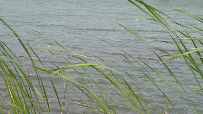 空镜头 风 绿植 湖面