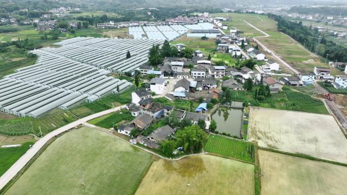 现代农业园区水稻田航拍田园生态白鹭飞翔