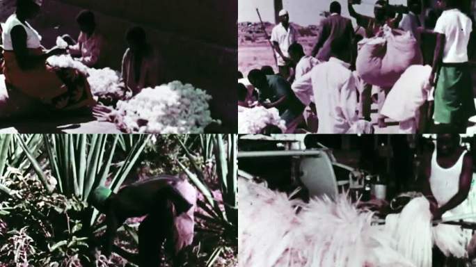 60年代坦桑尼亚农业生产棉花芦荟种植